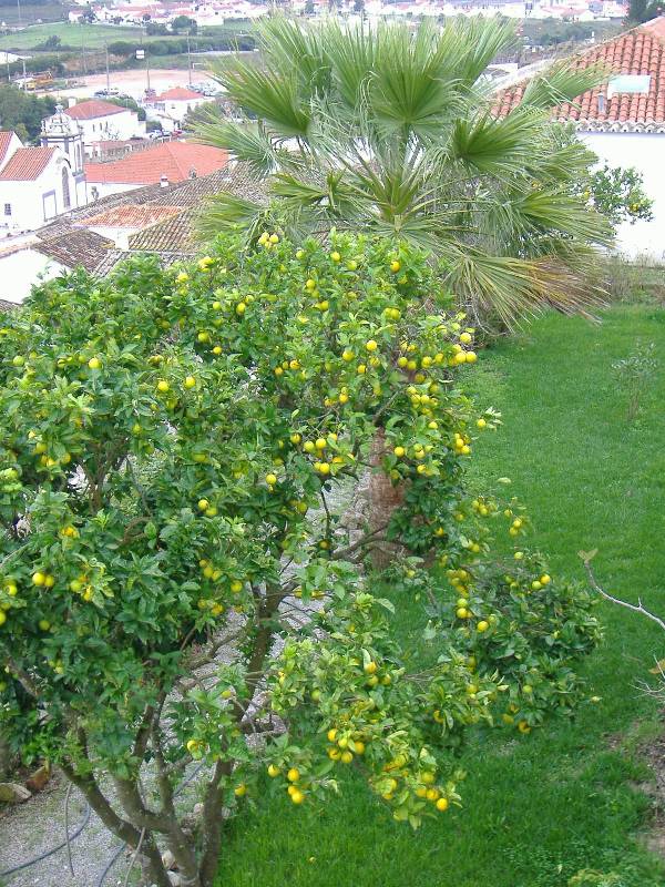 Obidos Staedtchen aus dem Mittelalter (11) 